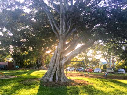 Image of large tree in park with sunlight filtering through