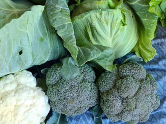Now is the time for winter crops such as brassicas.