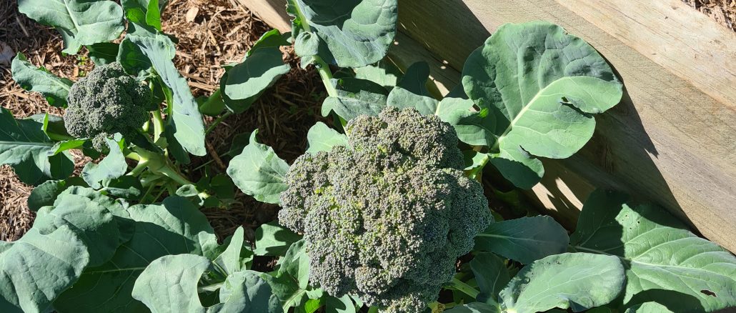 Broccoli in a no dig garden bed