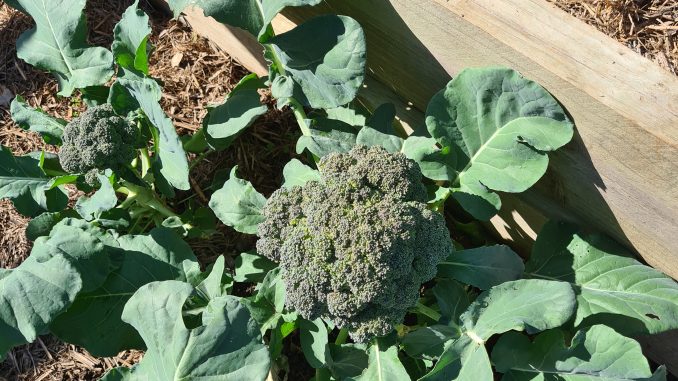 Broccoli in a no dig garden bed