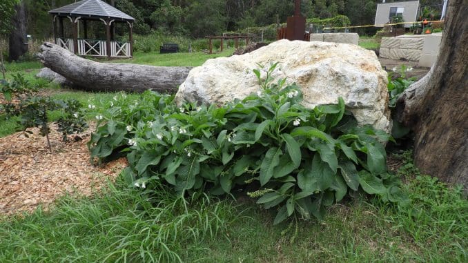 Comfrey