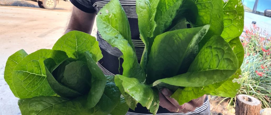 Lettuce is easy to grow and a great investment!