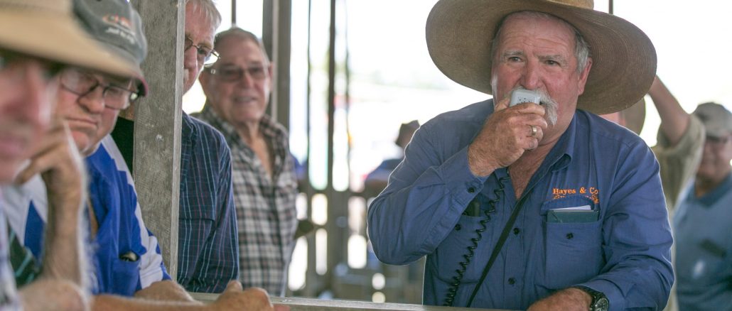 Auctioneer Peter Hayes at the final Beaudesert Pig and Calf Sale on 29 March, 2021. Photo by Susie Cunningham.