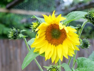 Droopy sunflower
