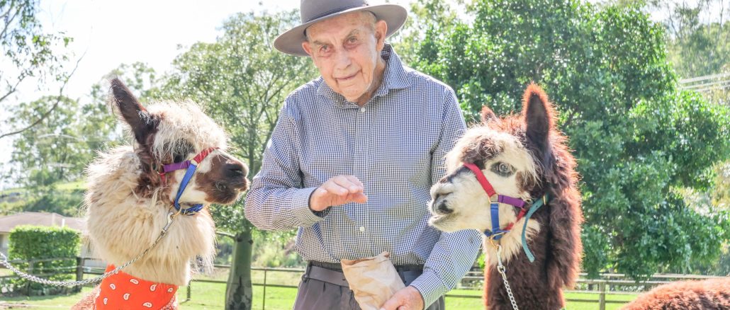 Max Glenn with alpacas Noodle and Elvis.