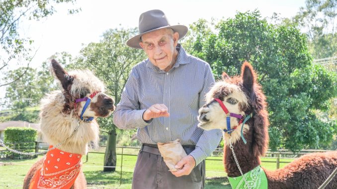 Max Glenn with alpacas Noodle and Elvis.