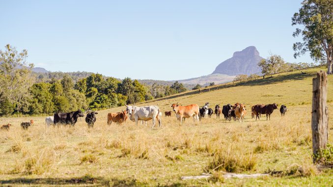 Drought Masters and Brahmans graze under the winter sun and the impressive backdrop of Mt Lindesay, near Palen Creek. Photo by Katherine O'Brien.