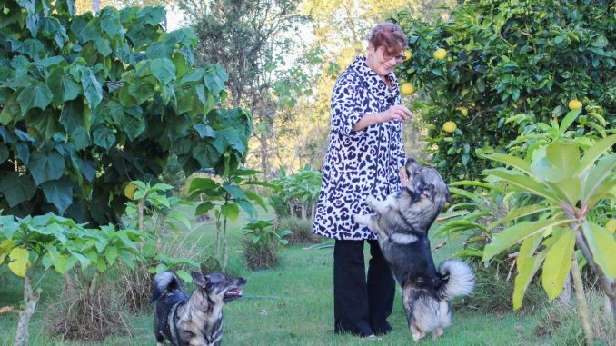 Barbara Honore with Swedish Vallhunds Teom and Hilts