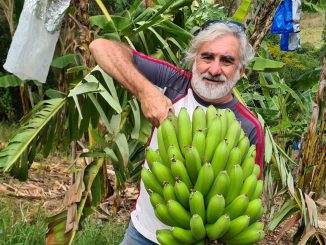 Now is the right time to plant bananas.