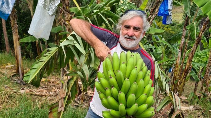 Now is the right time to plant bananas.