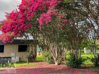 What Susie Saw crepe myrtle