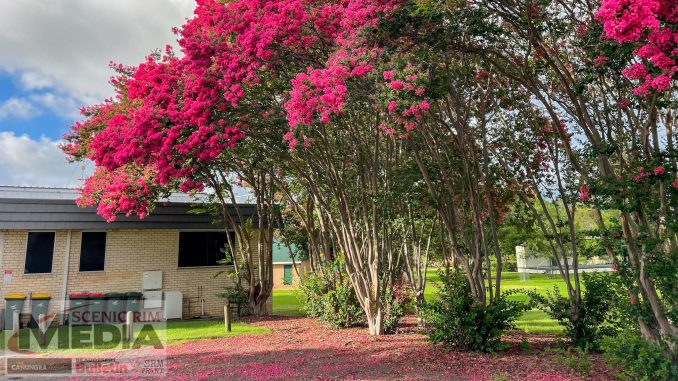 What Susie Saw crepe myrtle