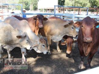 Transport hub navigates the way for carting livestock