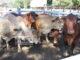 Transport hub navigates the way for carting livestock