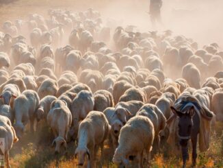 Agforce says the proposed Biosecurity Protection Levy could push Australian farmers to the brink.