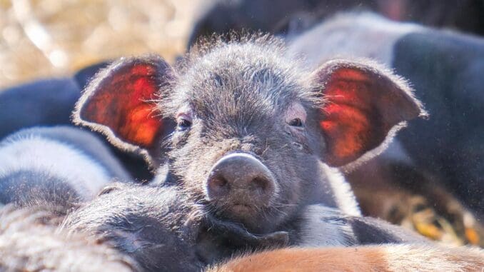 Curious piglet.