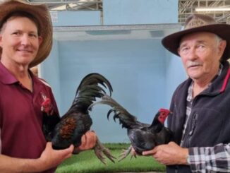 Beaudesert Poultry Club’s Annual Show exhibitors with their prize chickens. Image supplied.