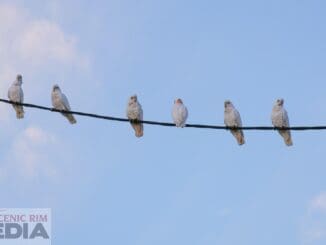 What Susie Saw crazy corellas