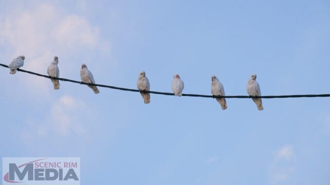 What Susie Saw crazy corellas