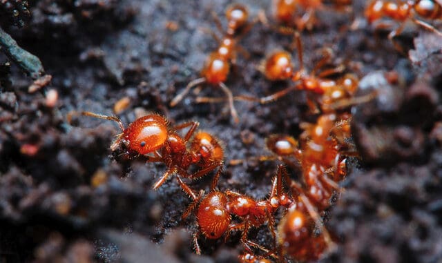 Fire ant colony