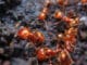 Fire ant colony