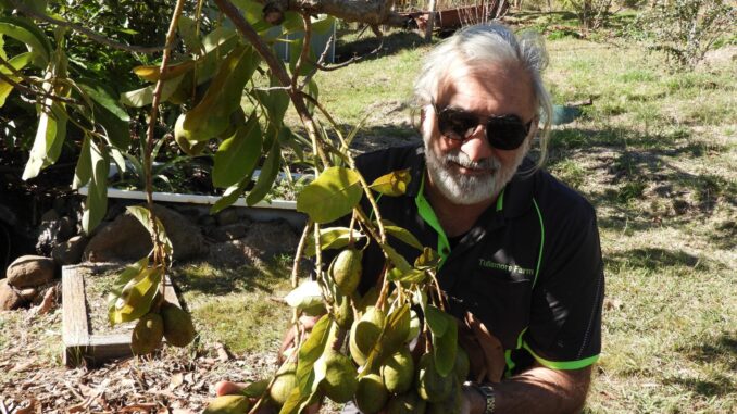 Avocados can grow well in the Scenic Rim.