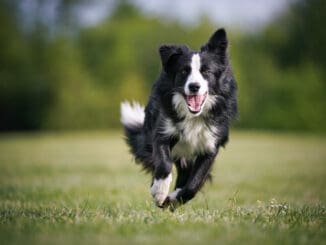 border collie