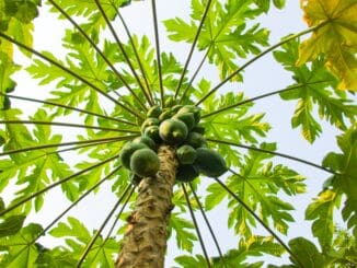 Pawpaw and papaya