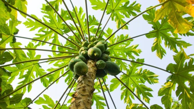 Pawpaw and papaya