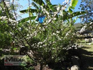 Growing stone fruit