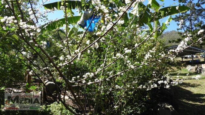 Growing stone fruit