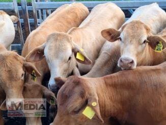 Rahane Pastoral Co, Oakey Creek, sold Charbray Steers 15 months for $1330