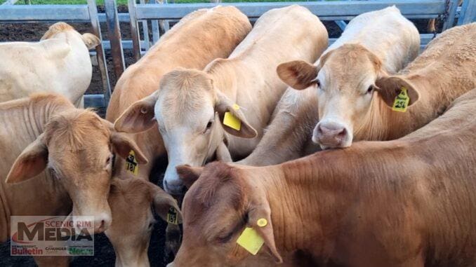 Rahane Pastoral Co, Oakey Creek, sold Charbray Steers 15 months for $1330