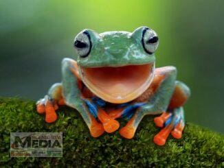 Australia's biggest frog count starts from midnight tonight!