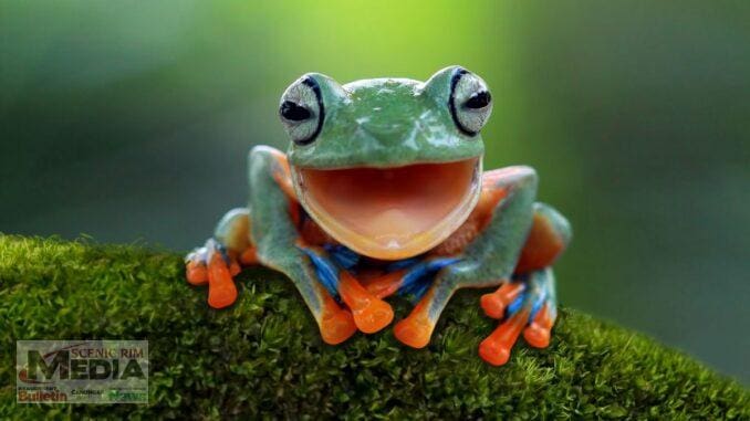 Australia's biggest frog count starts from midnight tonight!