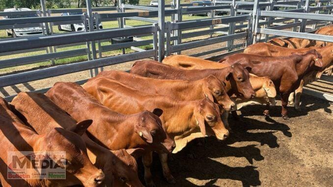 Eurara Pty Ltd, Innisplain sold Droughtmaster weaner steers for $1090.