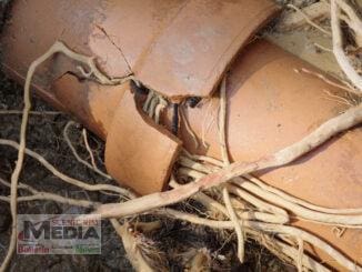 Nasty tree root blockages can land residents with a big plumbing bill.